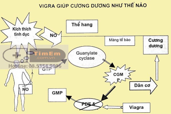 Viagra giúp cương dương như thế nào